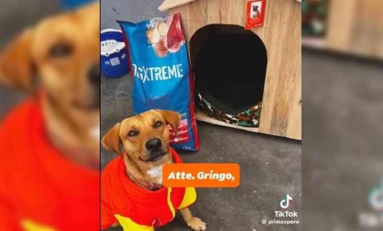 Héroe de cuatro patas frustra asalto en gasolinera en Perú