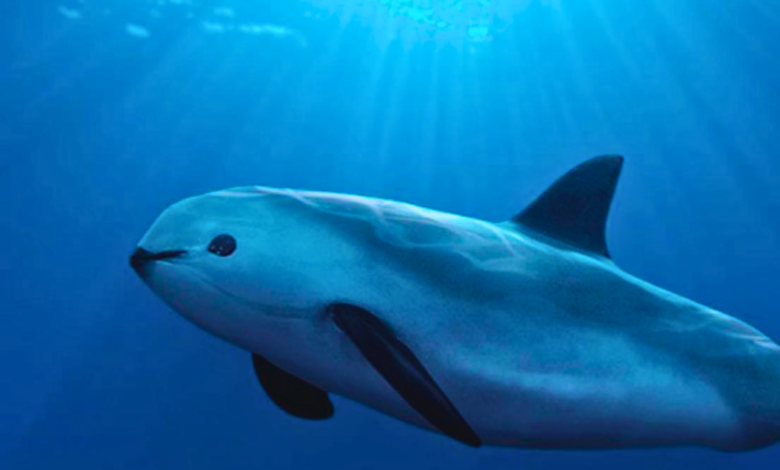 La razón por la que la vaquita marina está en peligro de extinción