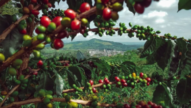 Café Colombiano: Ícono De Historia