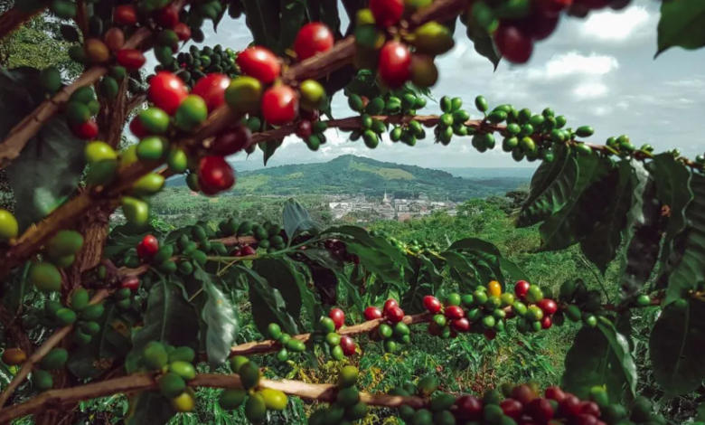 Café Colombiano: Ícono De Historia