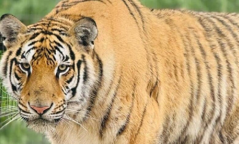 Escapa tigre siberiano de zoológico Quinta La Fauna en Tamaulipas