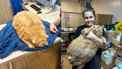 Rescatan en Rusia gato que pesaba 17 kilos y no podía caminar