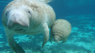 En el Día Mundial del Manatí; Jonuta, es un refugio para la conservación de esta especie