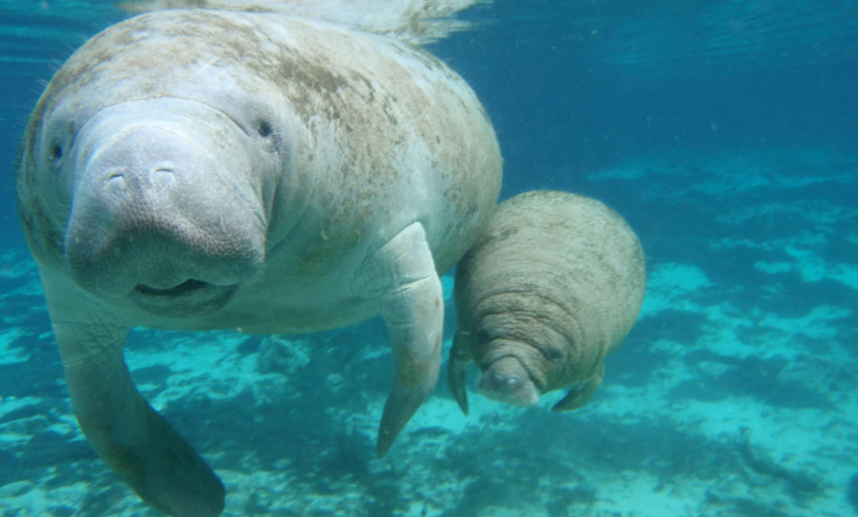 En el Día Mundial del Manatí; Jonuta, es un refugio para la conservación de esta especie