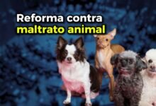 maltrato animal