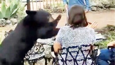 Oso negro ataca a una mujer en restaurante de NL