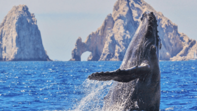 Ballenas en México 2024-2025: los mejores destinos y fechas clave