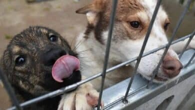 Animales no son juguetes para regalar en Navidad, recuerdan