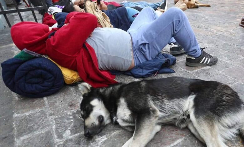 Piden operativos de rescate animal en Basílica de Guadalupe