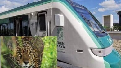 Tren Maya alista monitoreo de pasos de fauna