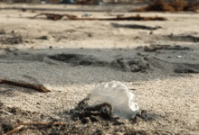 Alerta Paraíso por presencia de aguamalas en la costa