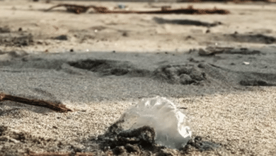 Alerta Paraíso por presencia de aguamalas en la costa