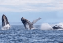 Ballenas jorobadas visitan El Salvador