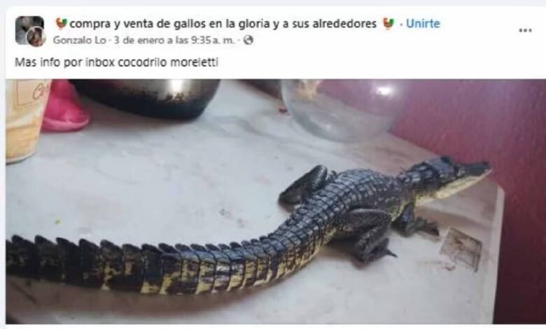 Denuncian tráfico de cocodrilos en redes sociales