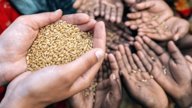 Cambio climático y gastronomía el impacto en los alimentos que consumimos