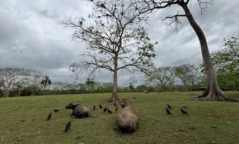Cielos despejados y recuperación de clima cálido en Tabasco este sabado