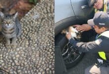 Crecen denuncias de crueldad animal dos casos impactan en redes sociales