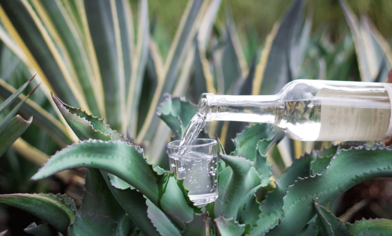 Degustación del mezcal cómo disfrutar la bebida ancestral