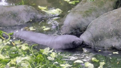 Identifican zonas críticas de mortandad de manatíes en Tabasco