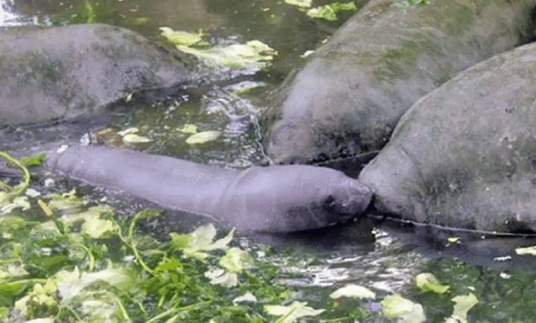 Identifican zonas críticas de mortandad de manatíes en Tabasco