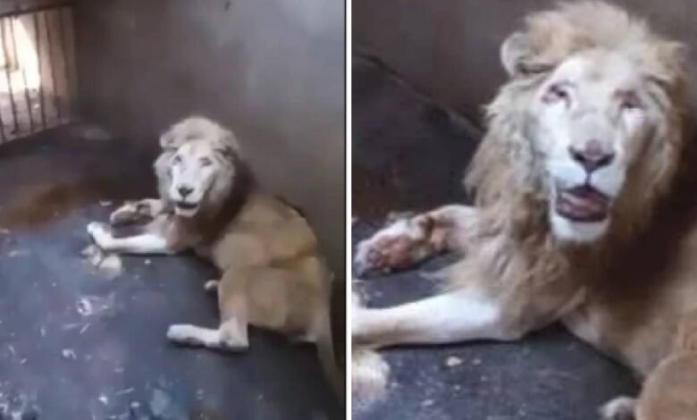 muere leon en culiacan