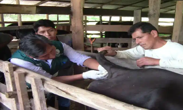 Tabasco apuesta por la calidad ganadera con barrido sanitario para conquistar nuevos mercados