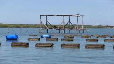 Tabasco se prepara para cosechar ostión y ser de los primeros lugares en producción