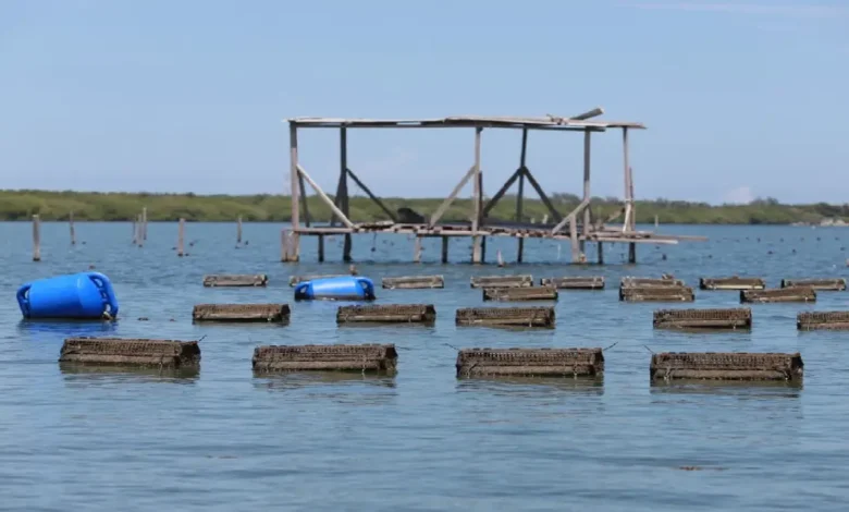 Tabasco se prepara para cosechar ostión y ser de los primeros lugares en producción