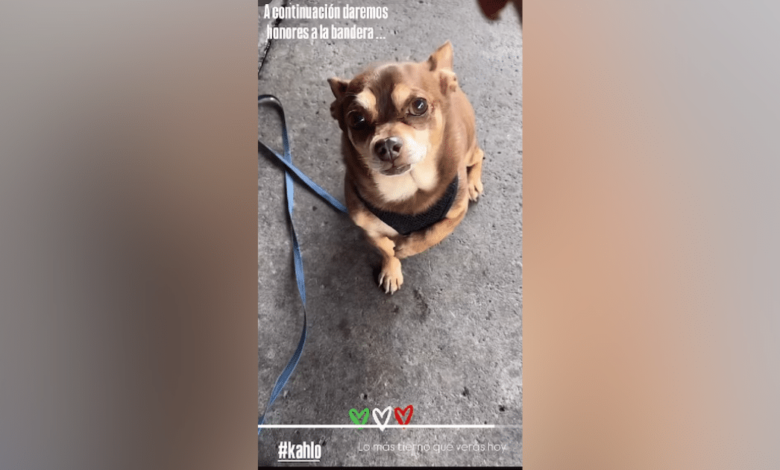 ¡El perrito Kahlo conquista TikTok! Rinde homenaje a la bandera y emociona a miles de mexicanos (Foto de Redes Sociales)