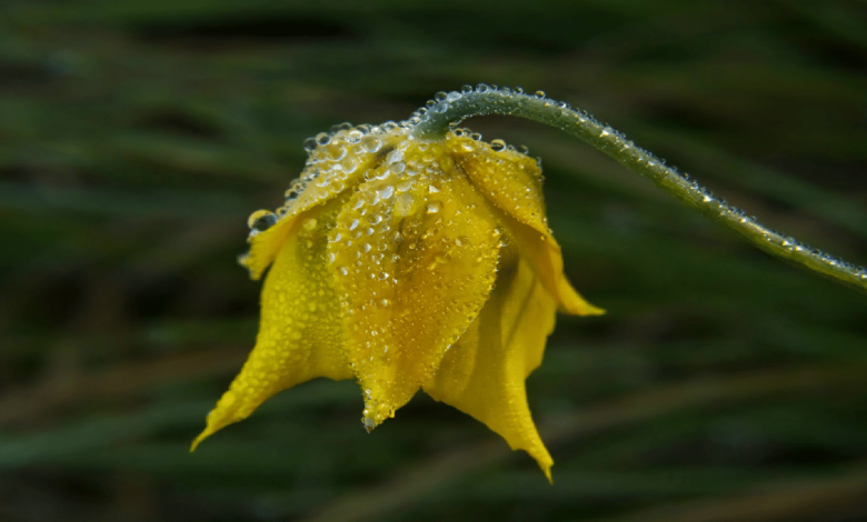 Ayatito_ El secreto silvestre de la gastronomía mexicana