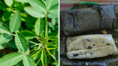 Chipilín el quelite que da sabor, tradición y salud a la cocina del sureste mexicano