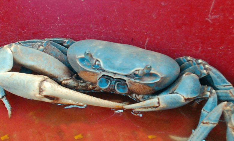 El cangrejo azul_ joya natural de las costas de Veracruz y Tabasco