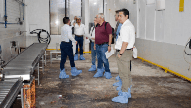 Inversión millonaria para combatir al gusano barrenador