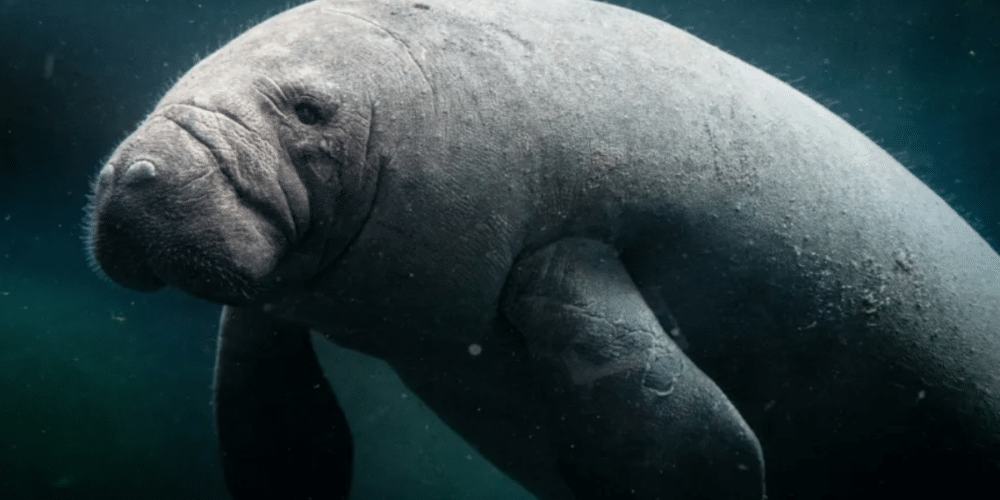 Manatíes en la Laguna de las Ilusiones_ tesoros marinos entre historia y conservación