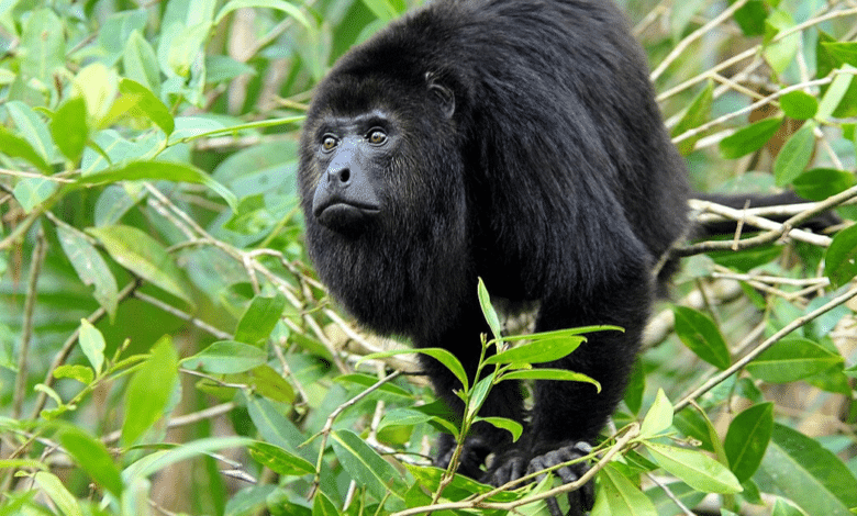 Refuerzan protección al mono saraguato en Tabasco ante riesgo de extinción