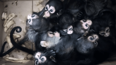 Rescatan nueve “bebés” de mono araña en Tabasco, hay 2 detenidos