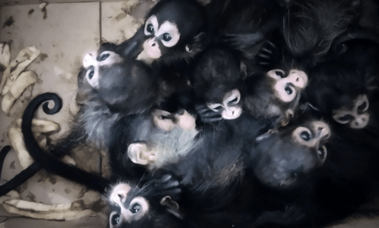 Rescatan nueve “bebés” de mono araña en Tabasco, hay 2 detenidos