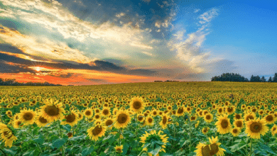 Santuario de Girasoles en Tabasco Un espectáculo floral efímero que solo dura 20 días al año
