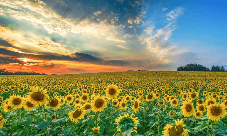 Santuario de Girasoles en Tabasco Un espectáculo floral efímero que solo dura 20 días al año