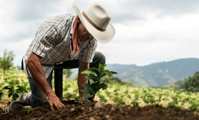 Tabasco Reforestará 250 Hectáreas con 250 Millones de Árboles