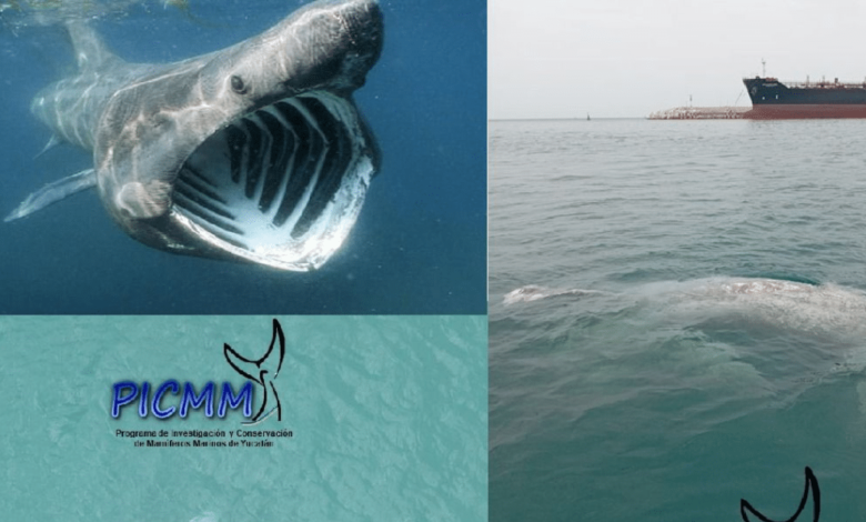 Yucatán Varamiento de tiburón en Progreso es un hecho histórico