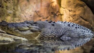Ataque de cocodrilos acaban con la vida de un monaguillo