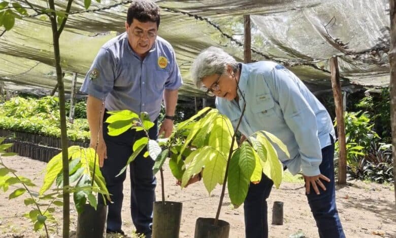 cacao Tabasqueño