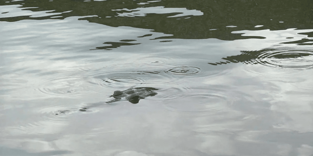 Cocodrilos en riesgo el relleno de la Laguna de las Ilusiones amenaza su hábitat natural