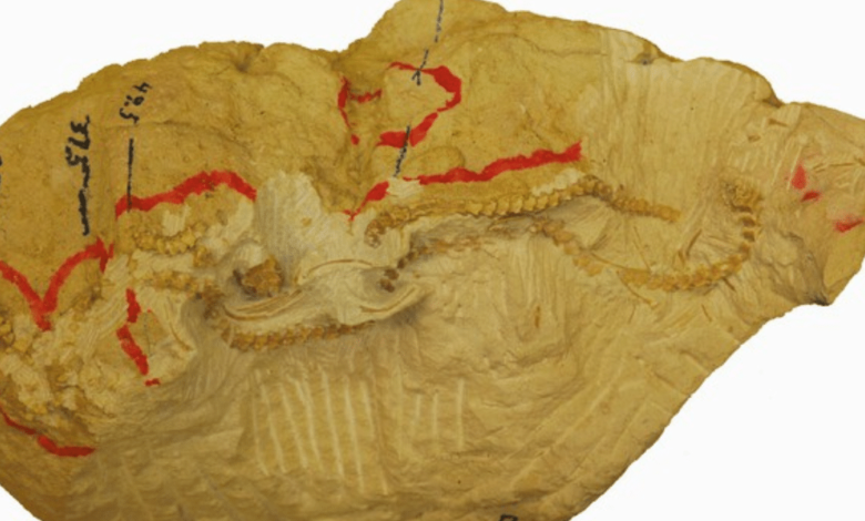 Descubren en EE.UU. serpiente de 34 millones de años que replantea la evolución de las boas
