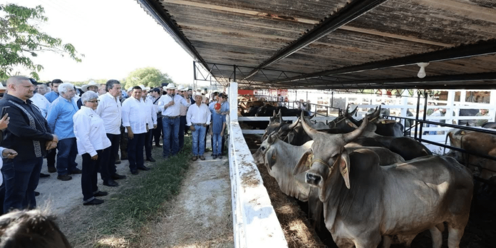 La estricta vigilancia y capacitación en la entidad, fundamentales para erradicar plagas como el Gusano Barrenador y reactivar las exportaciones de ganado bovino