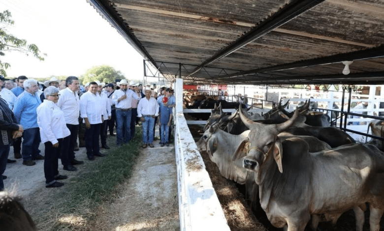 La estricta vigilancia y capacitación en la entidad, fundamentales para erradicar plagas como el Gusano Barrenador y reactivar las exportaciones de ganado bovino