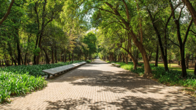 El Bosque de Chapultepec, el pulmón histórico, cultural y ecológico de la Ciudad de México