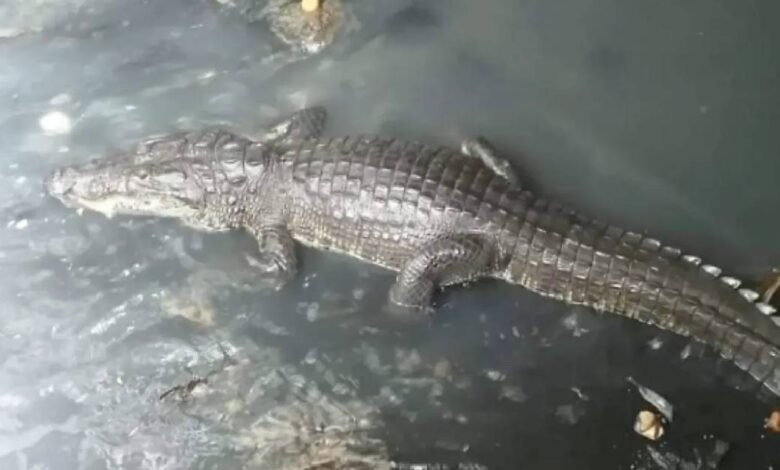 Cocodrilos viven en alcantarillas de Villahermosa