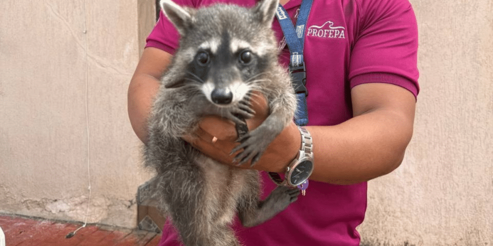 Entrega de Mapache a PROFEPA